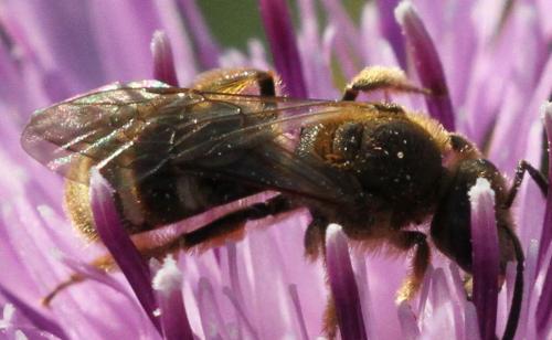 Lasioglossum sp.